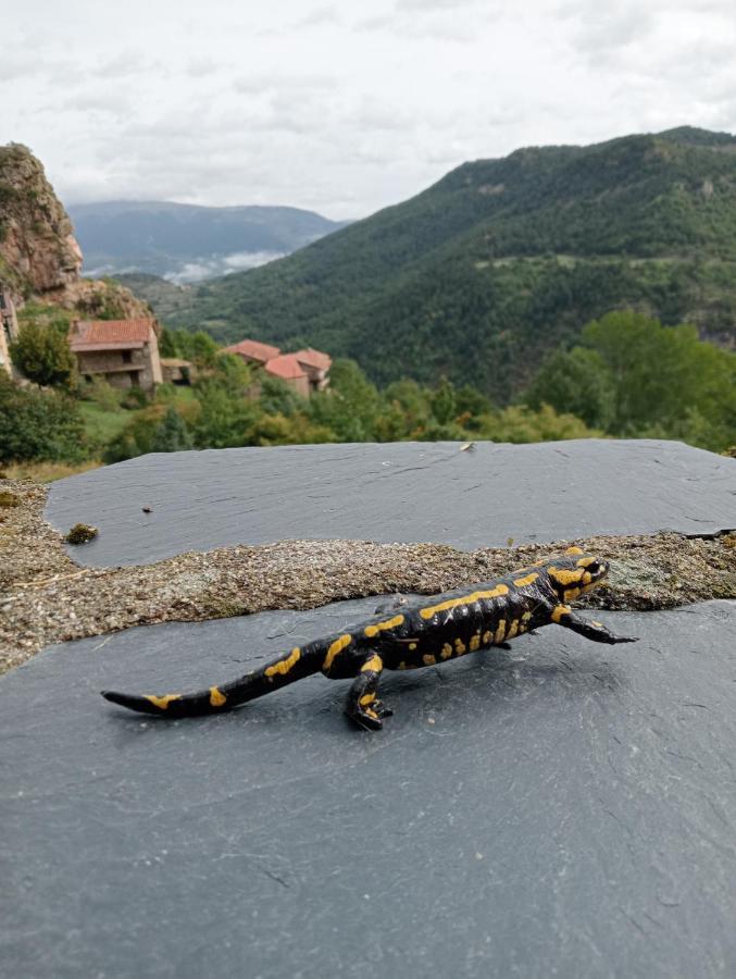 Cal Ferrer Habitatge Rural Villa Cava Dış mekan fotoğraf